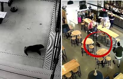 VIDEO Beba tuljana 'uklizala' u pizzeriju! Uspjeli su je izvući: 'Vikala sam da donesu lososa!'