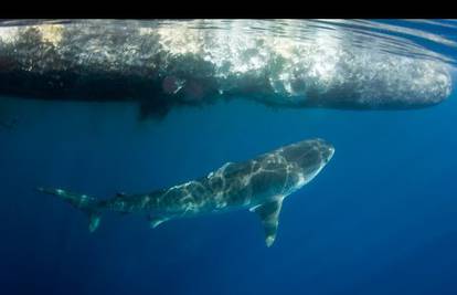 Impresivna snimka: 5 morskih pasa počastilo se ulješurom