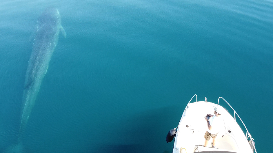 Snimke iz zraka: Pronašli još jednog velikog kita u Jadranu