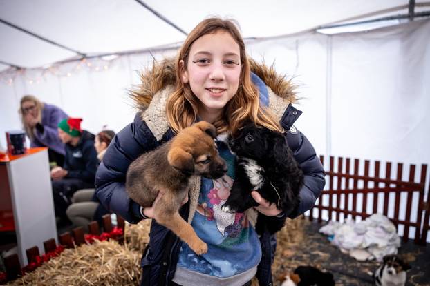 I psići vole advent: Preslatke fotke štenaca koji traže dom