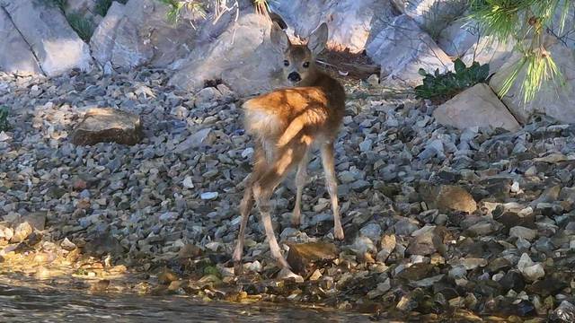 Bambi iz šibenskog kanala: Lane traži mamu koja je dan ranije uginula od ugriza zmije