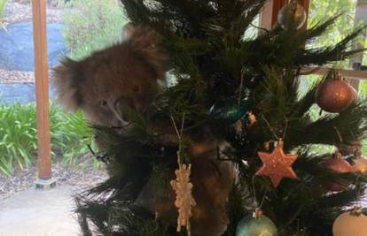 Znatiželjna koala ušla u kuću i smjestila se na božićno drvo