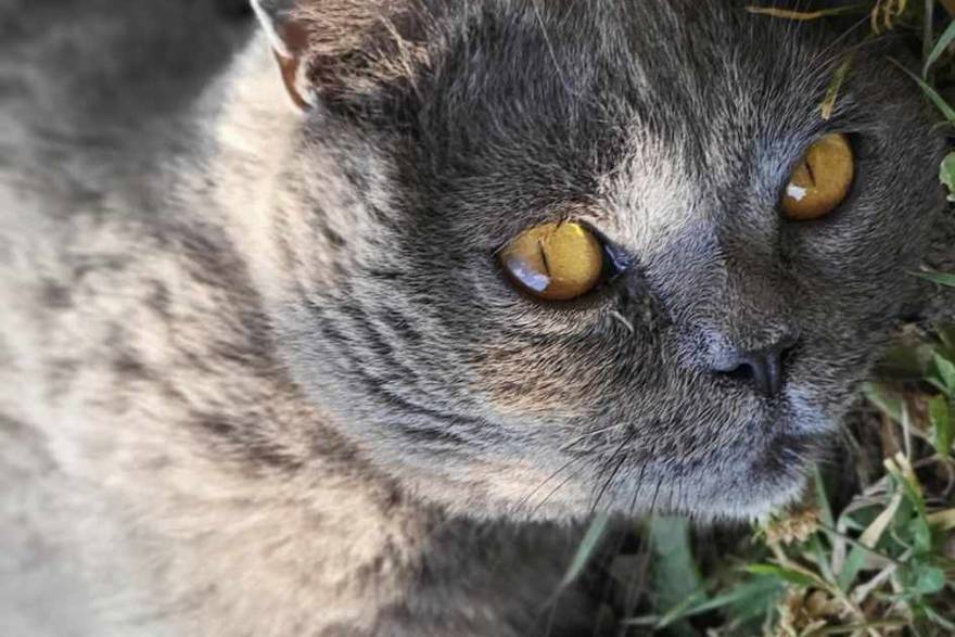 Do you know how much your cat has human years? Here’s how you can easily calculate that