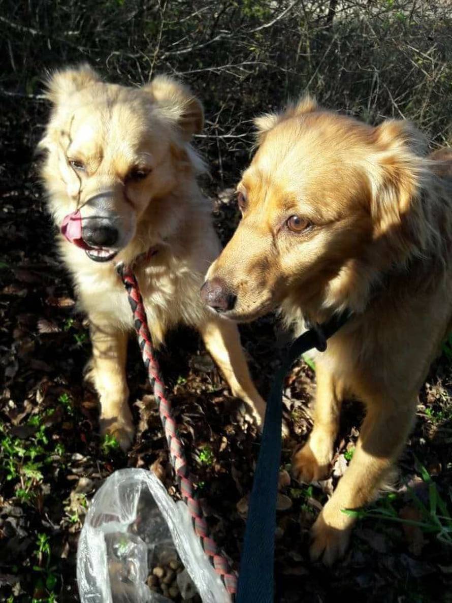 Vlasnik im poginuo: Pobjegli od šoka i straha, kujicu još traže...
