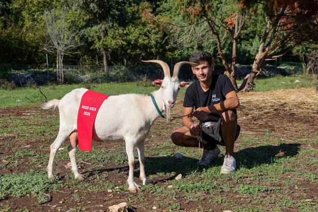 Vodnjan: Za Naj kozu 2025. godine izabrana je koza Jelena, vlasnika Mattea Muškovića 