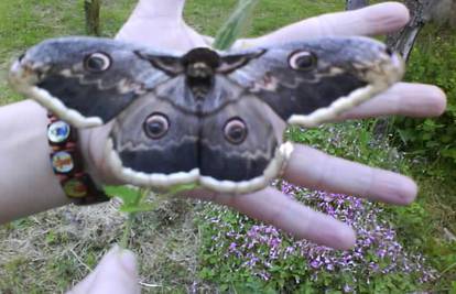 Čitateljica u vrtu pronašla najvećeg europskog leptira