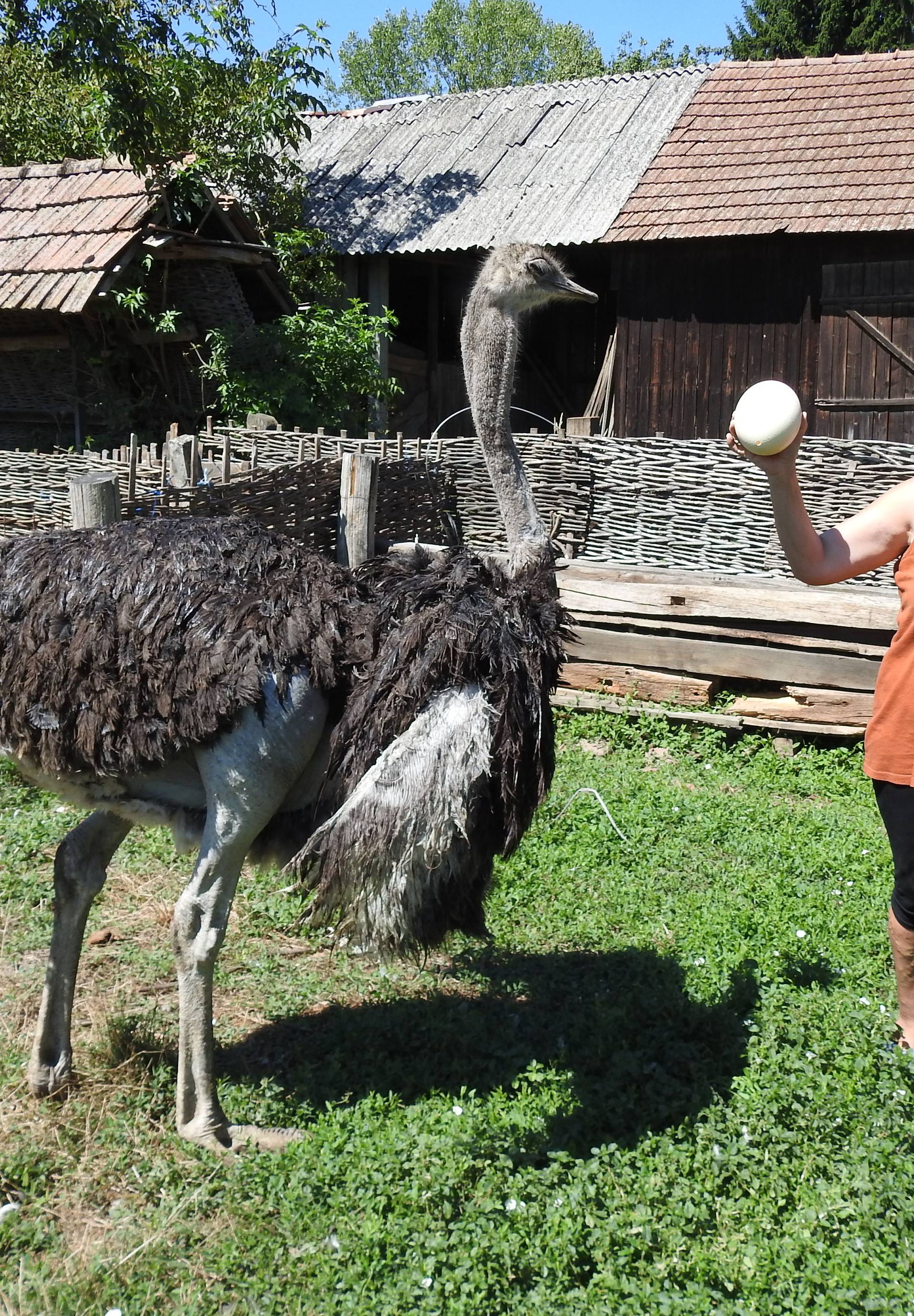 Kad si među kozama, onda se ponašaj kao da si i ti koza...