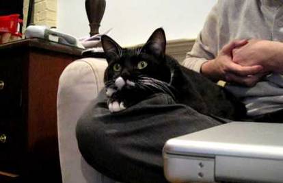 Mačak voli dokumentarce više no domaćice turske sapunice