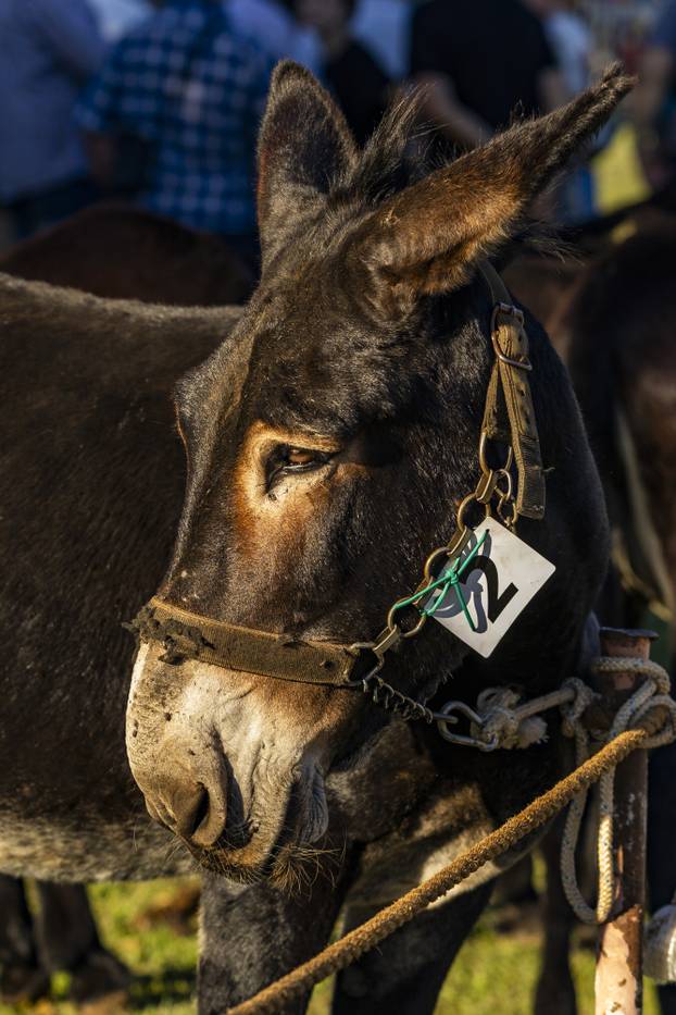 U Juršićima kraj Vodnjana održana je 21. županijska i 17. državna Smotra istarskoga tovara