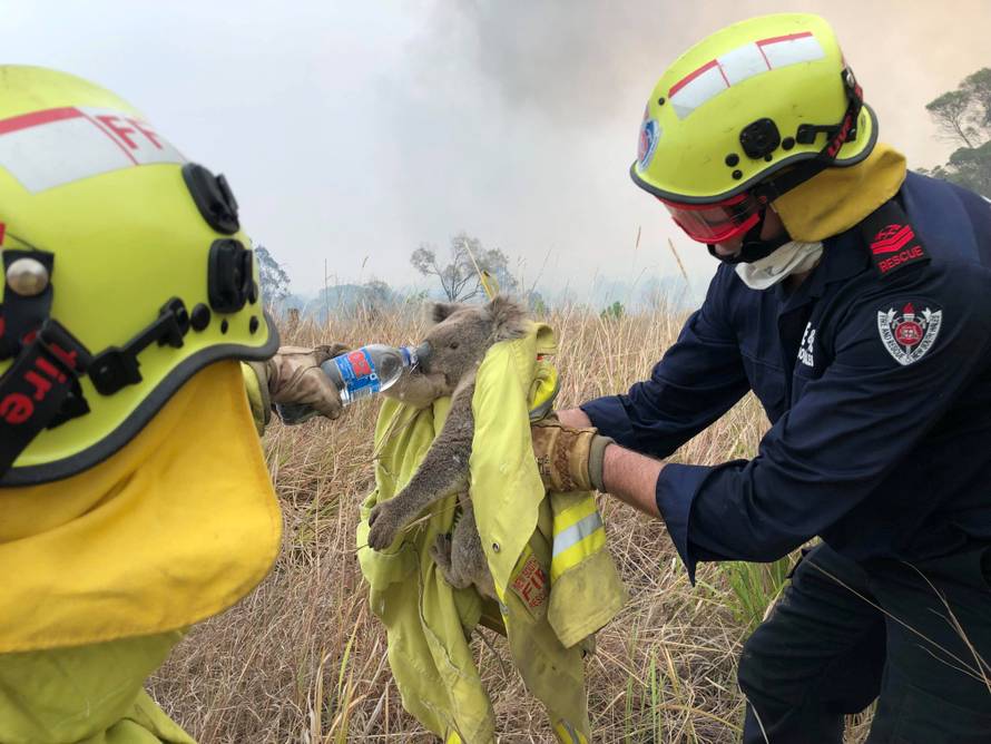 Fire and Rescue NSW team give water to a koala as they rescue it from fire in Jacky Bulbin Flat