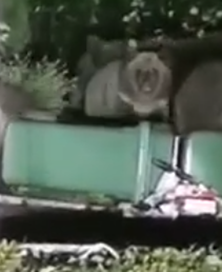 VIDEO iz Delnica: 'Kad padne mrak, evo njih. Mama i tri mladunca kopaju po kantama'