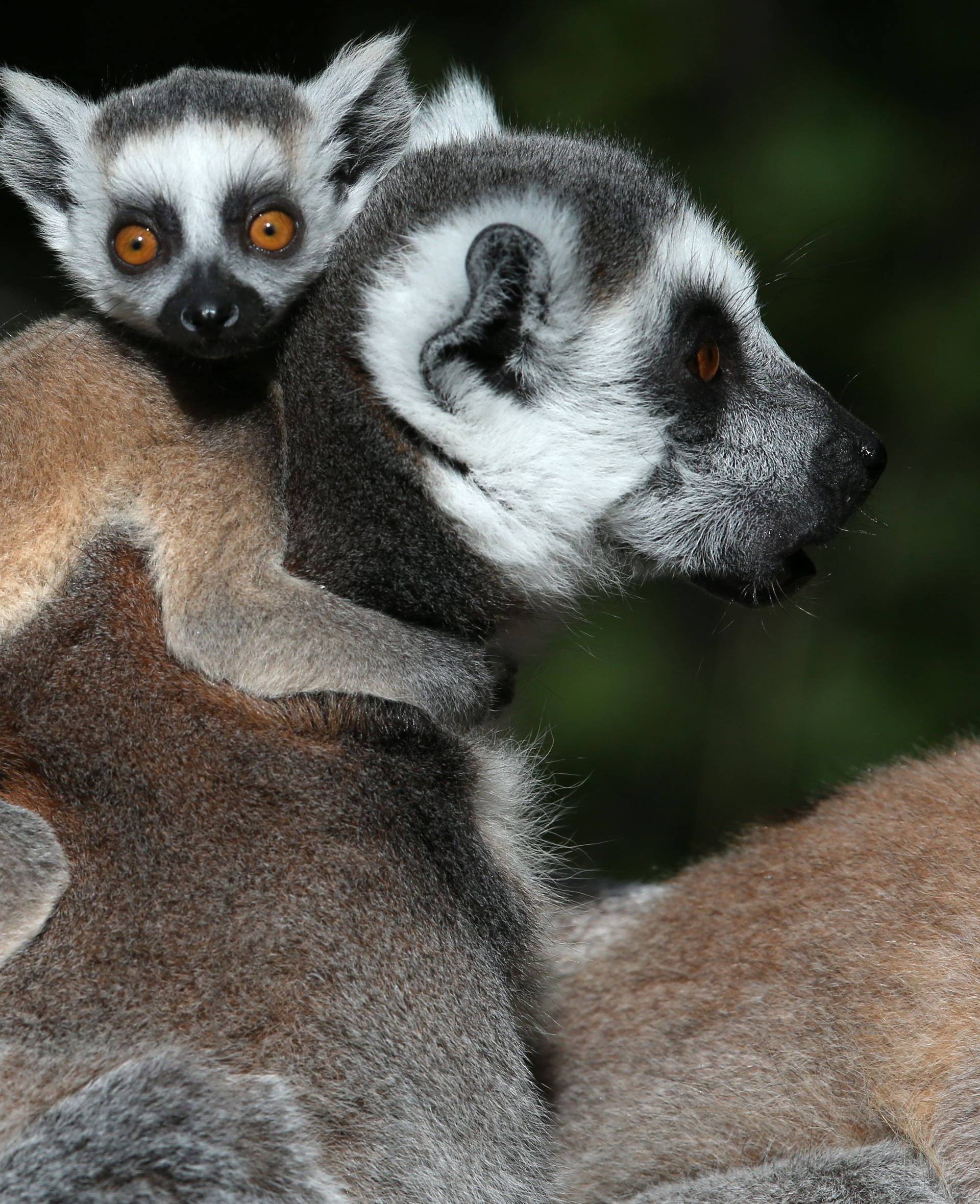 Blair Drummond Safari Park lemurs