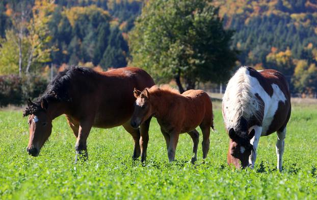 Konji na ličkim pašnjacima