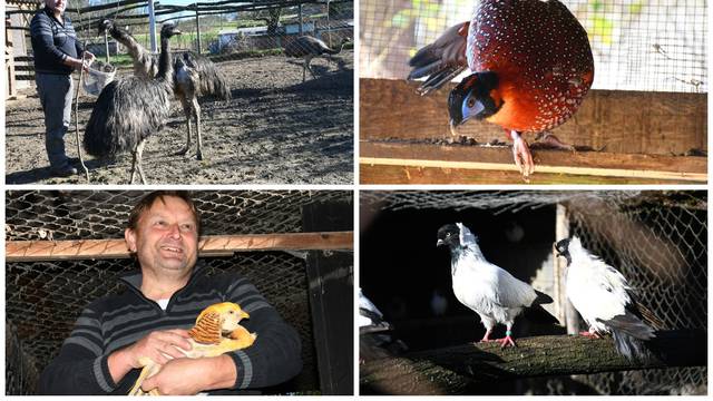 Milan živi s preko 500 ptica kraj Križevaca. Tu su emui, labudovi, fazani. 'Opreza nikad dosta...'