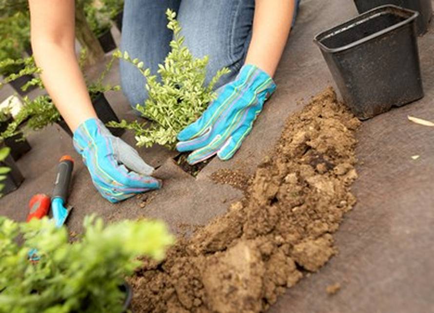 Kako s folijama suzbiti korov bez herbicida?