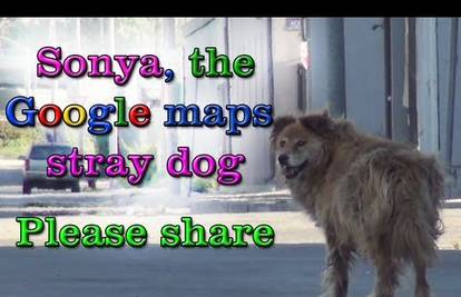 Za sve je 'kriv' Google: Kujica Sonya više nije neželjeni pas