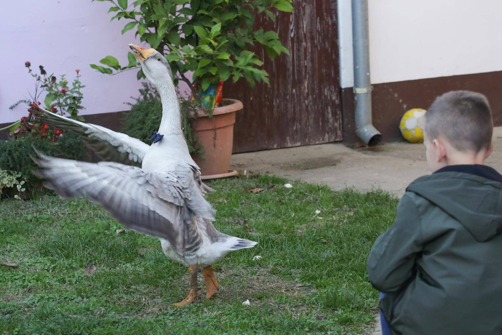 'Gugi s nama igra nogomet, a s mamom i tatom popije i kavu!'