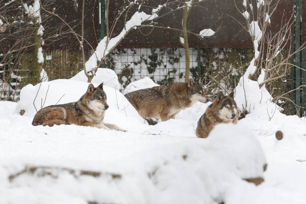 Zagreb: Snježno prijepodne u zoološkom vrtu