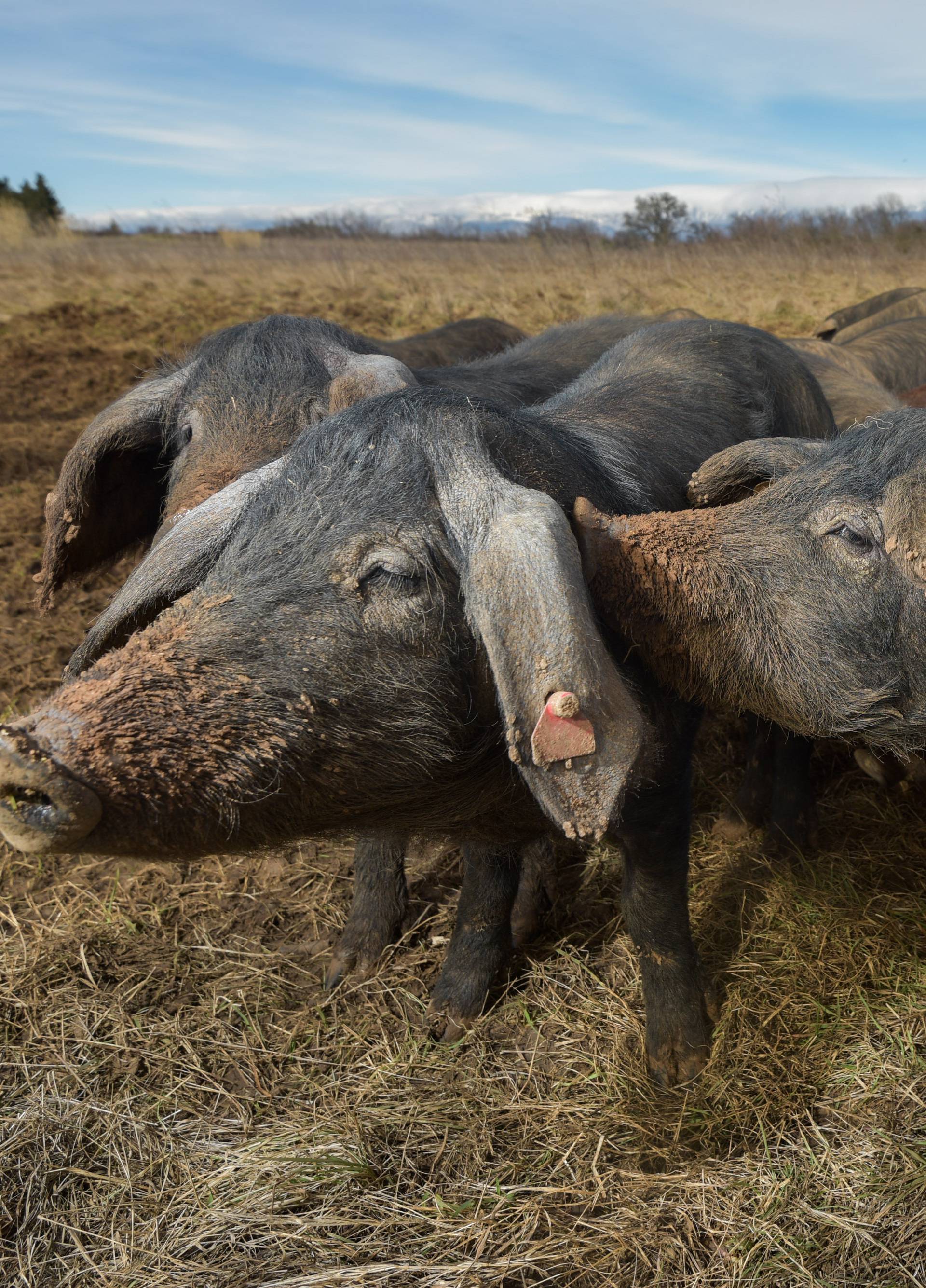 Lovci Miodragu ubili tri svinje: 'Ovo me sad bacilo na početak'