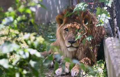 ZOO u Zagrebu: Turisti zalutali do lavova, vrata bila otvorena?