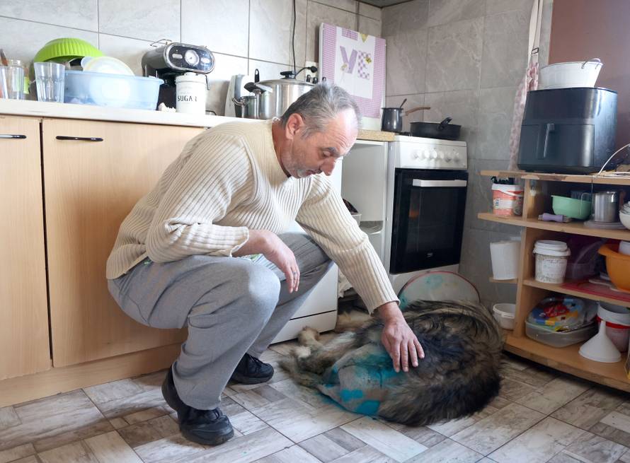 24sata Kistanje: Pas Shadow ranjen u borbi sa vukovima 