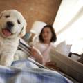 Čuvajte psa od  zarazne bolesti koju prenose dosadne bubice