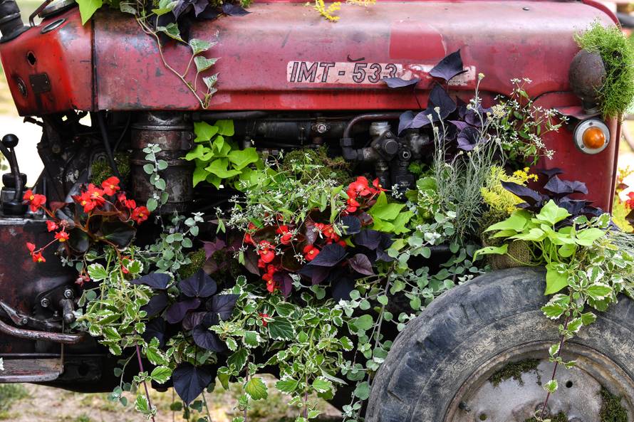 Floraart: Sadnice cvijeća od 2 kune, a za 25 mini vrt u posudi