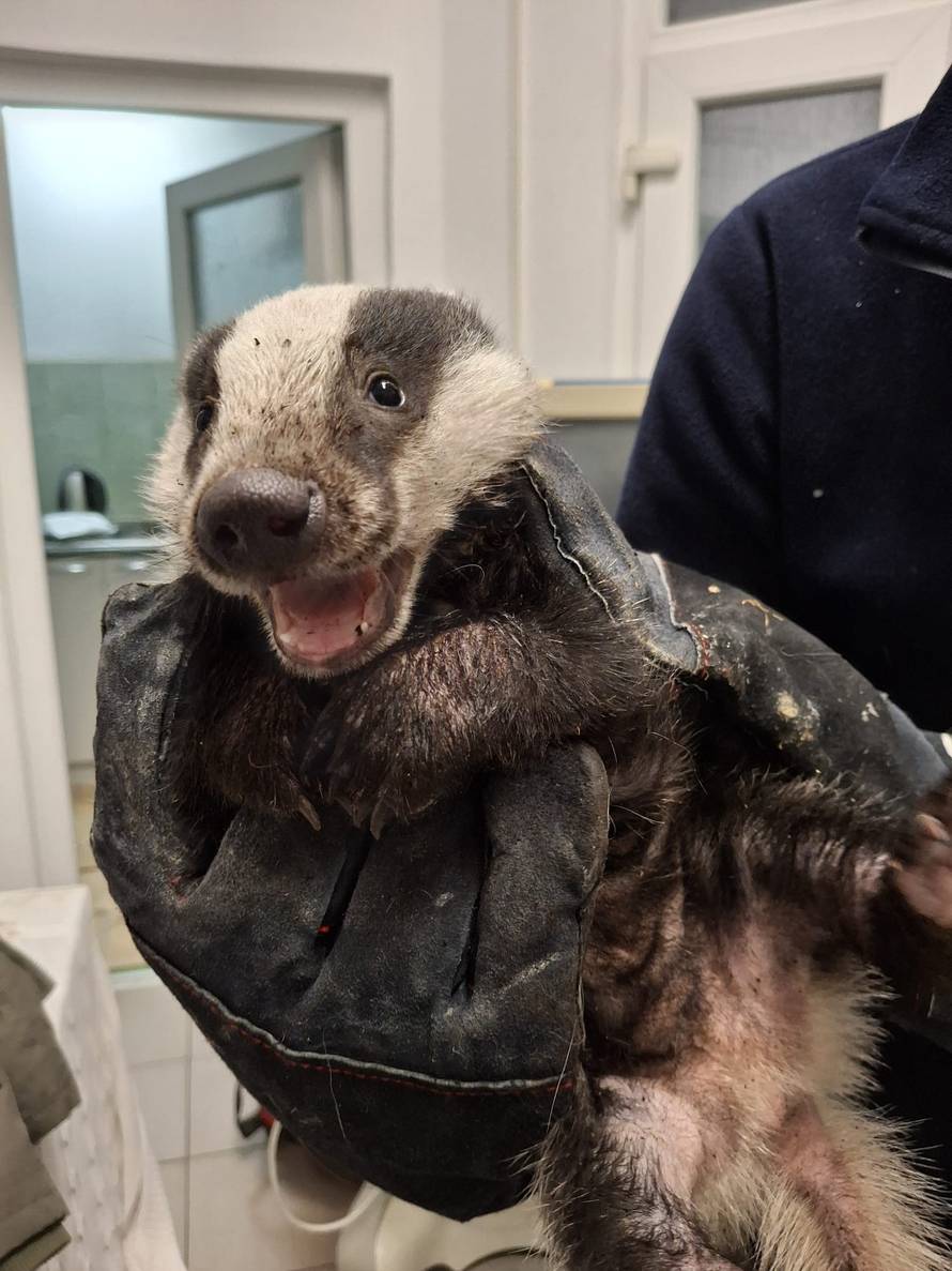 FOTO ZOO Zagreb spasio život malom jazavcu: 'Slatka zvjerka ispija mlijeko iz bočice na eks!'