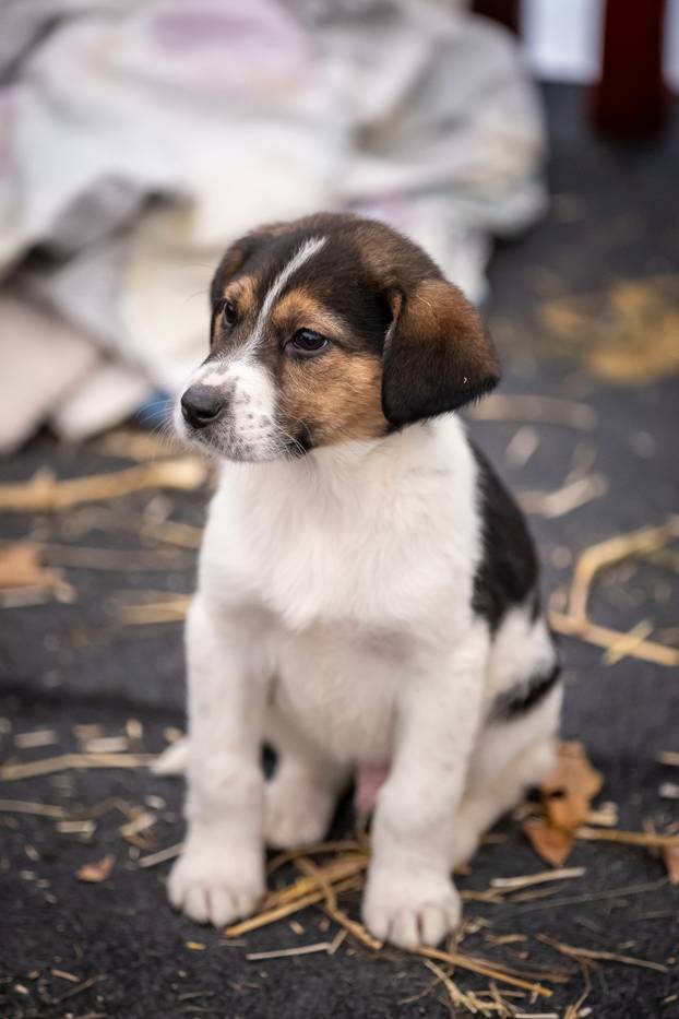 I psići vole advent: Preslatke fotke štenaca koji traže dom