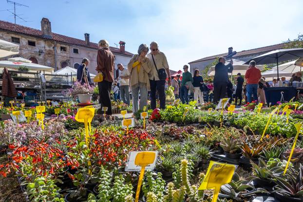Svetivinčenat: Fešta od Rožic