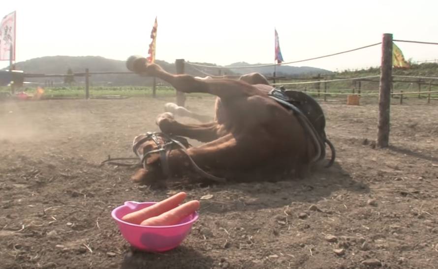 Konj glumi da je mrtav svaki put kad ga netko poželi jahati