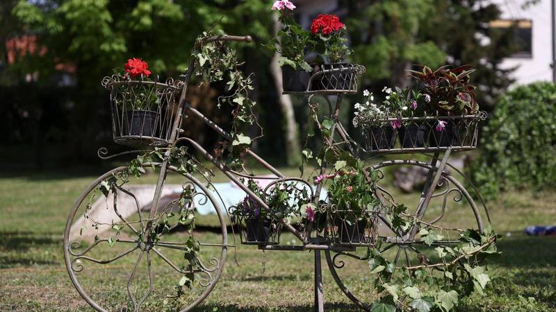 FOTO Sajam cvijeća u Dugom Selu: Kadrovi cvjetnog šarenila su sve što vam danas treba