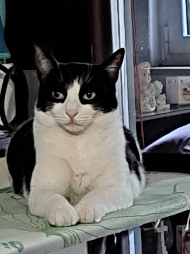 SUPER FOTKE vaših ljubimaca! Neki bi mogli biti viralni hit, ali svi su jednostavno neodoljivi