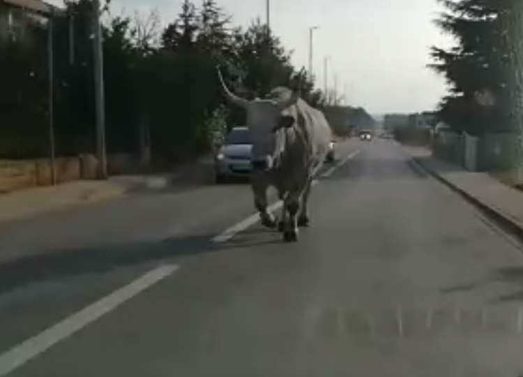 'Što gledaš? Nikad nisi vidio boškarina koji se šeta ulicom?'