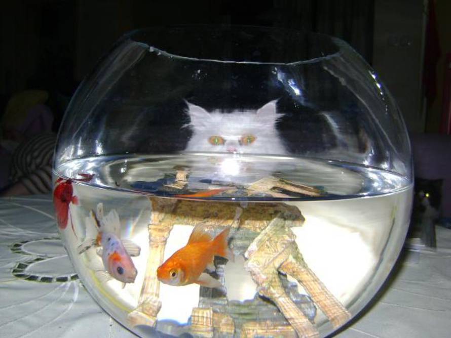 24Ljubimci/Daj šapu