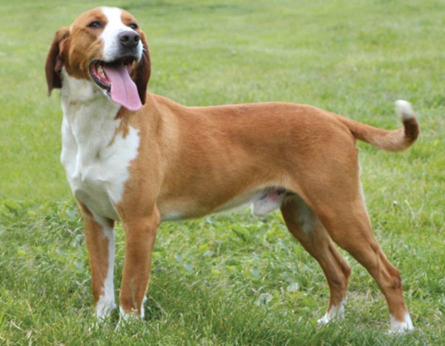 Hrvatski kinološki savez