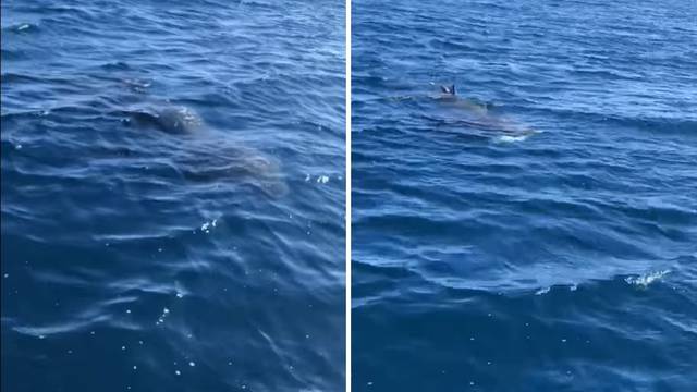 VIDEO Bio na brodu pa osjetio da se nešto kreće ispod: Snimio golemu psinu u moru kod Istre