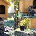 Mačka Mali Joka svoj dom je pronašla na gradskom groblju Kvanj, a za zimu ima i kućicu