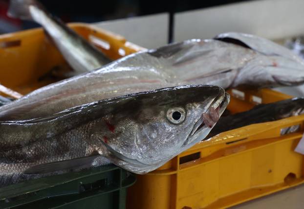 Šibenik: Poskupljenje plavog dizela još se nije odrazilo na cijene u ribarnici