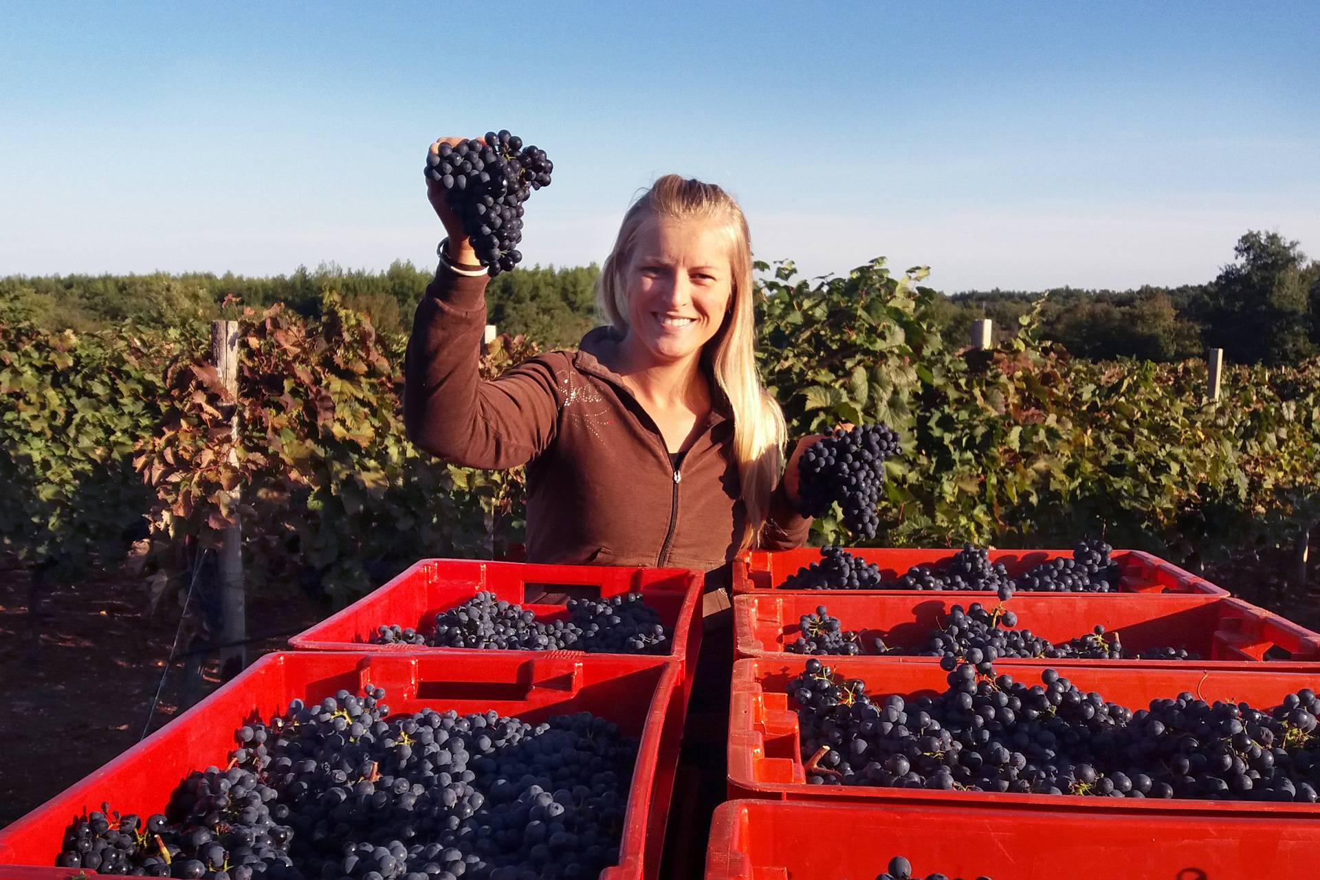Upoznajmo žene vinarke Hrvatske