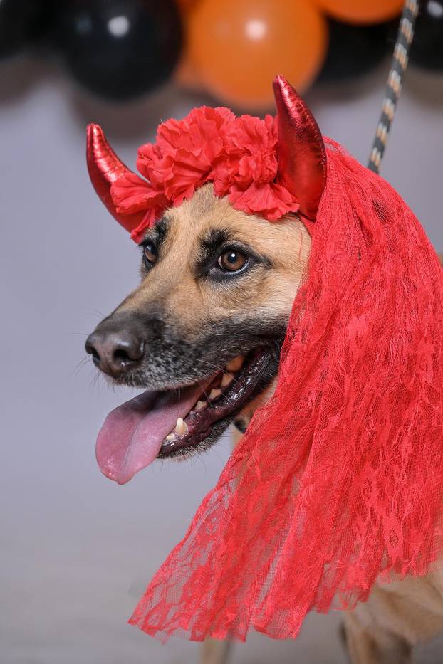 Sklonište u Dumovcu poziva na posebno jesensko udomljavanje pasa i mačaka