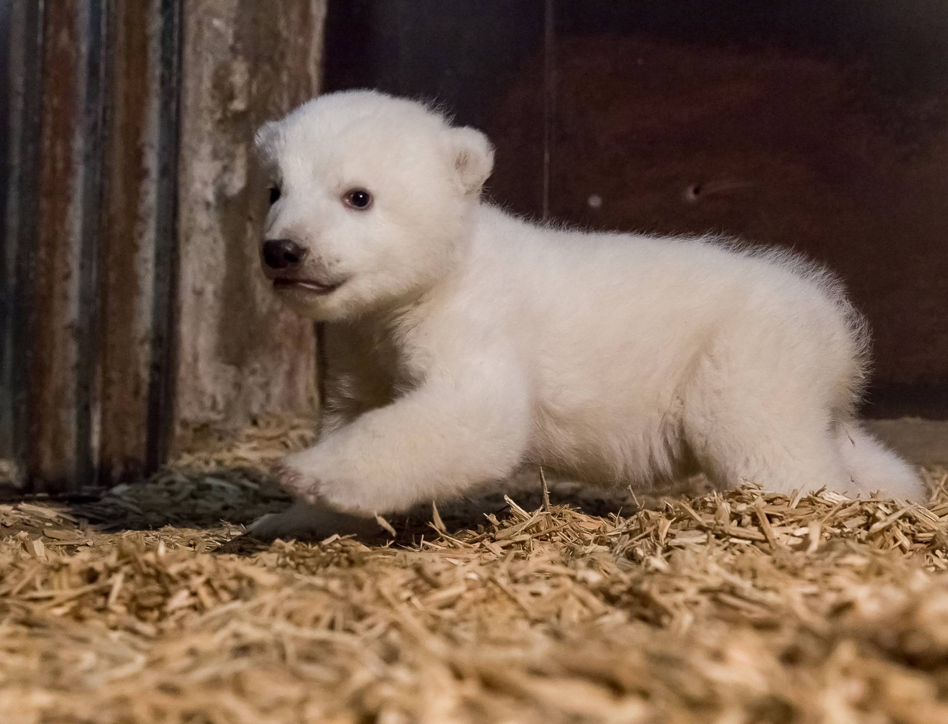 A handout picture of a polar bear cub in his enclosure after its first examination in Berlin