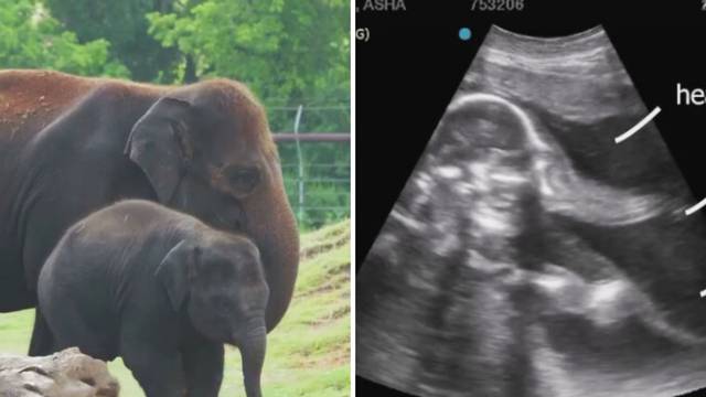 Zoološki vrt otkrio kako izgleda ultrazvuk slonice - za rastopit se