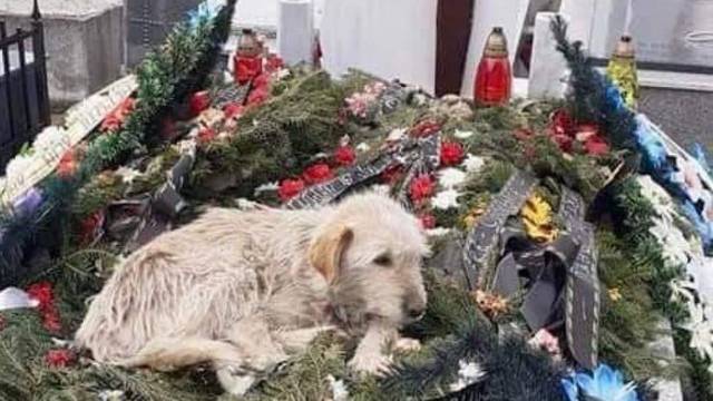 Tužan prizor iz Rumunjske: Pas dva tjedna leži na grobu vlasnika, rodbina ga ne želi
