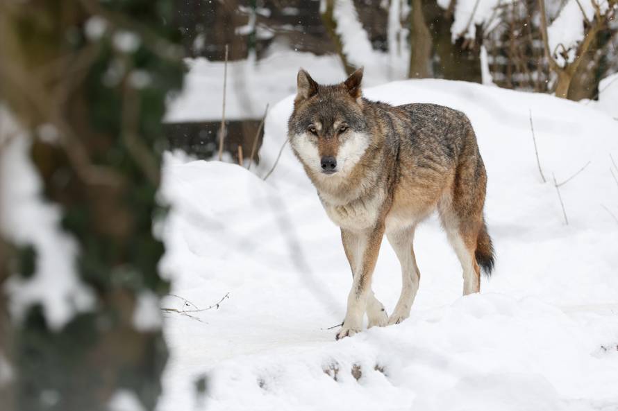 Zagreb: Snježno prijepodne u Zoološkom vrtu