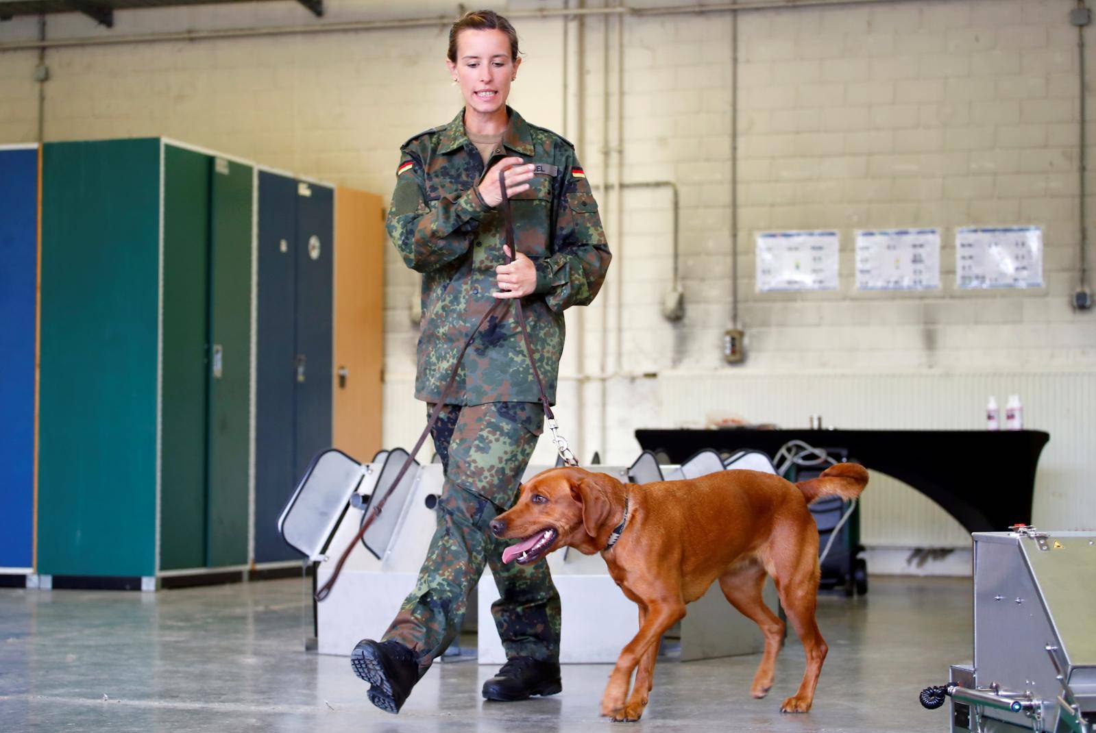 German Army trains sniffing dogs to detect the coronavirus disease (COVID-19) in Daun