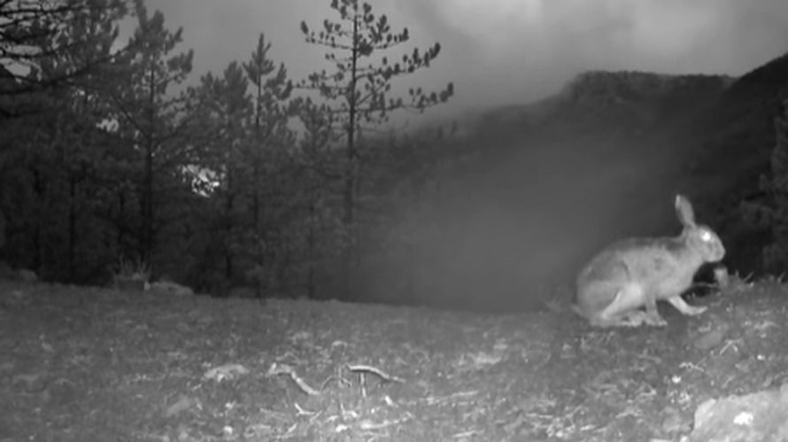 VIDEO Životinjsko carstvo u Paklenici: 'Naše kamere snimile su pravu životinjsku gužvu'