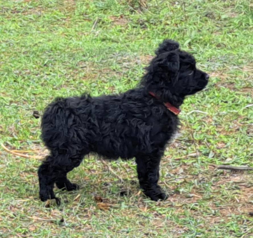 'U ovom štenetu je duh direwolfa iz Igre prijestolja! Njegove moći su čudesne...'