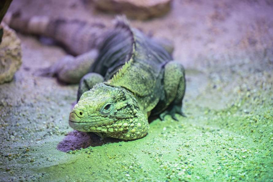 24sata Zagreb: Rodilište u Zoološkom vrtu