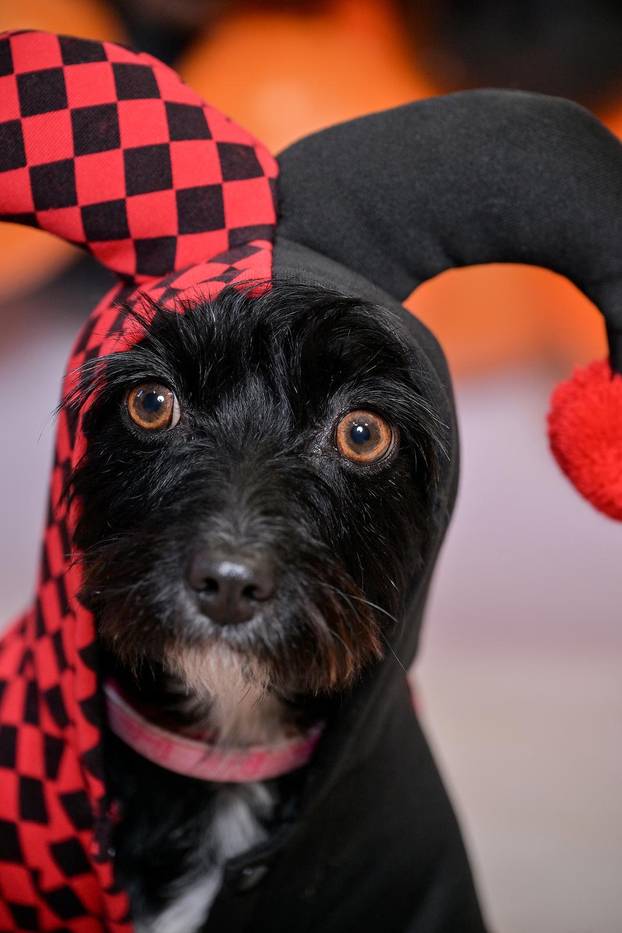 Sklonište u Dumovcu poziva na posebno jesensko udomljavanje pasa i mačaka